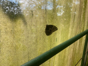SanJuan Butterfly farm